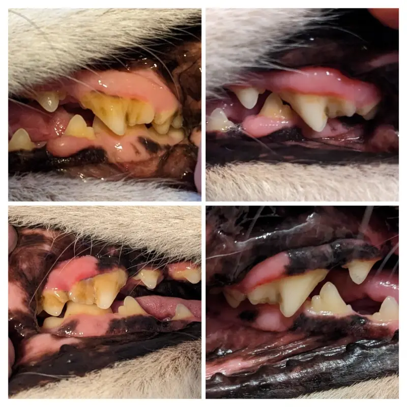 Pet'S Teeth Health By Repairing And Preventing Disease photo review