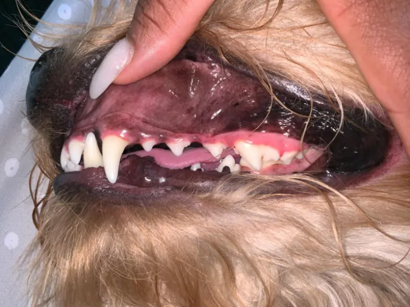 Pet'S Teeth Health By Repairing And Preventing Disease photo review