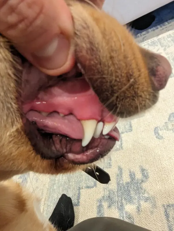 Pet'S Teeth Health By Repairing And Preventing Disease photo review