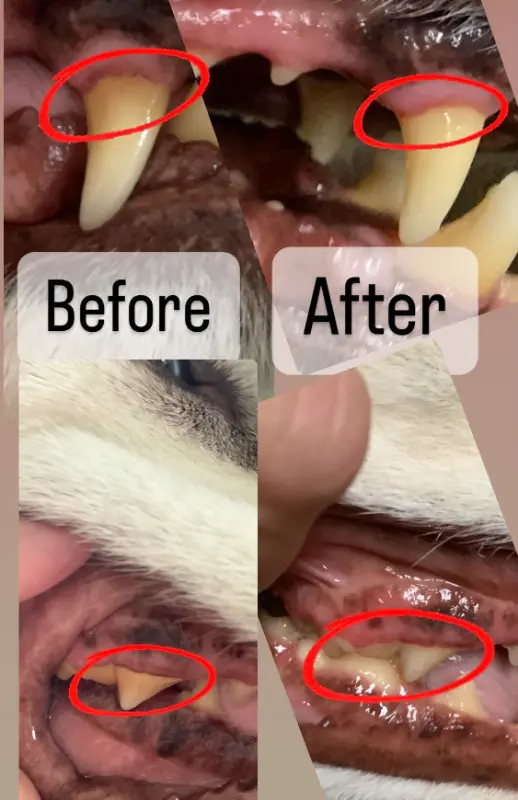 Pet'S Teeth Health By Repairing And Preventing Disease photo review