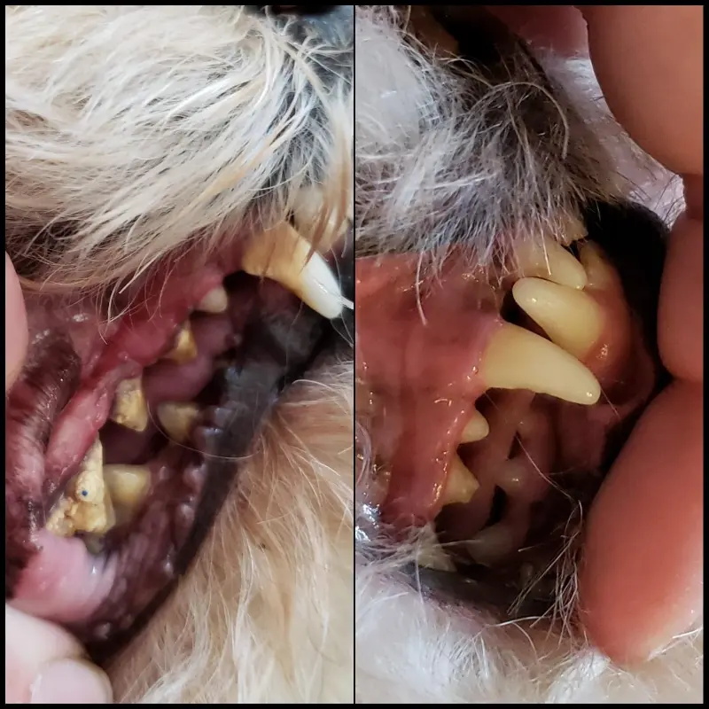 Pet'S Teeth Health By Repairing And Preventing Disease photo review