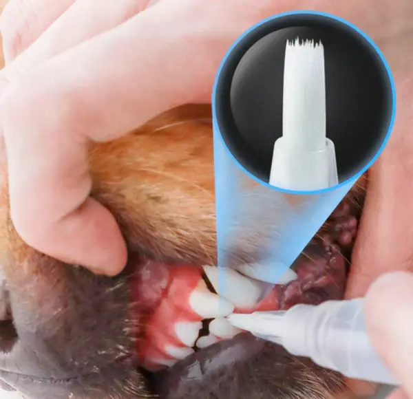 Pet S Teeth Health By Repairing And Preventing Disease