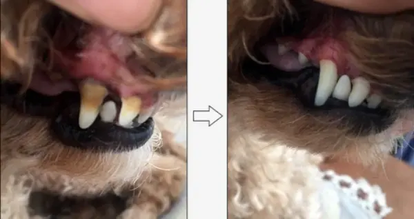 Pet S Teeth Health By Repairing And Preventing Disease