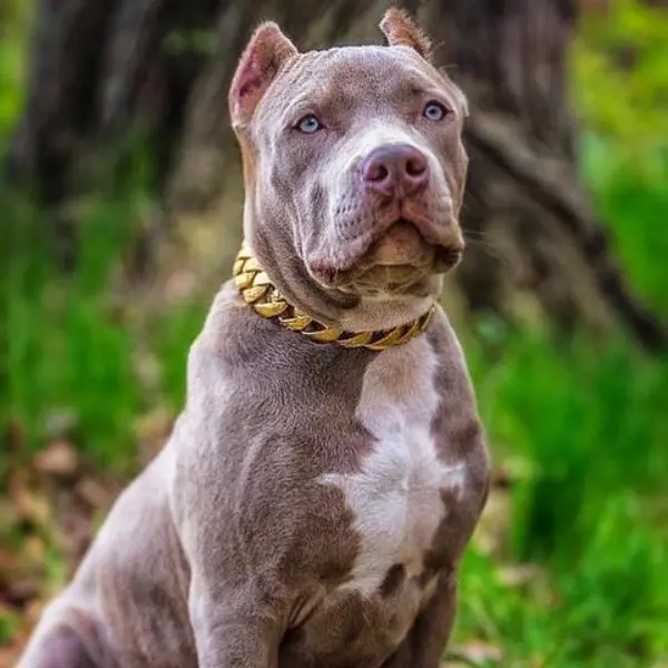 Thugpet Thick Cuban Dog Gold Chain Pet Collar