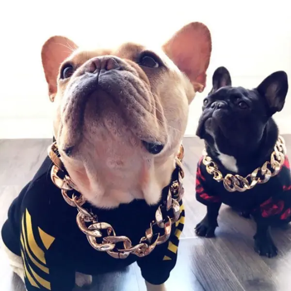 Thugpet Thick Cuban Dog Gold Chain Pet Collar