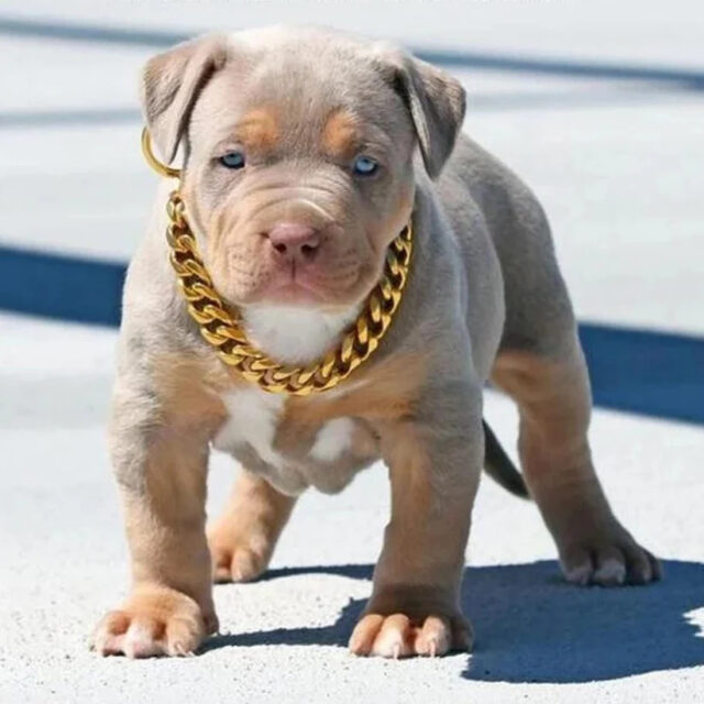 Hip Hop Dog Collar Chain for Small Pets (15 Inches) - Image 5
