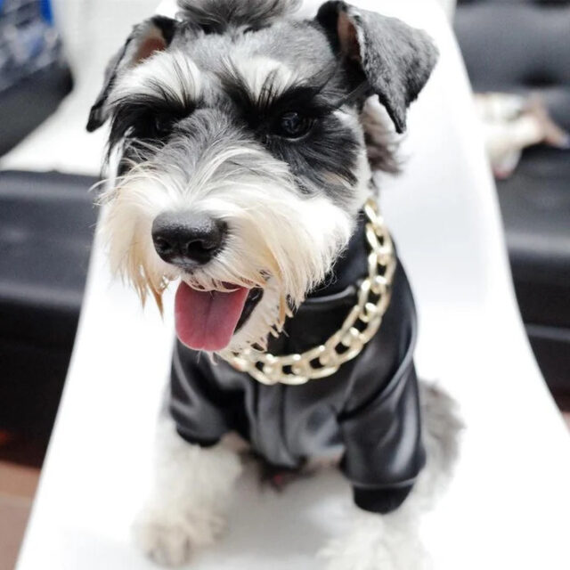Hip Hop Dog Collar Chain for Small Pets (15 Inches) - Image 4