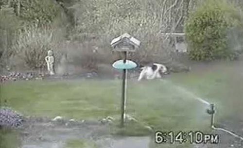 Solar Motion-Activated Sprinkler Animal Repellent & Irrigation System photo review