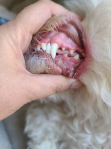 Dog Teeth Plaque Removing Pens (Set 2 Pens) photo review