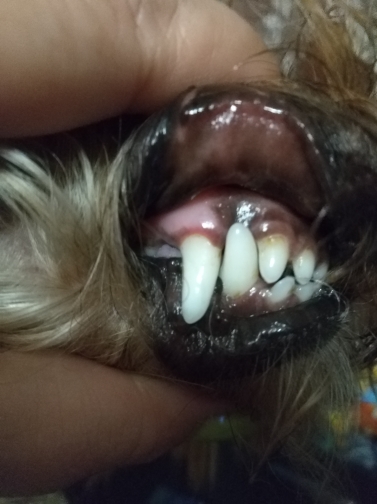 Dog Teeth Plaque Removing Pens (Set 2 Pens) photo review