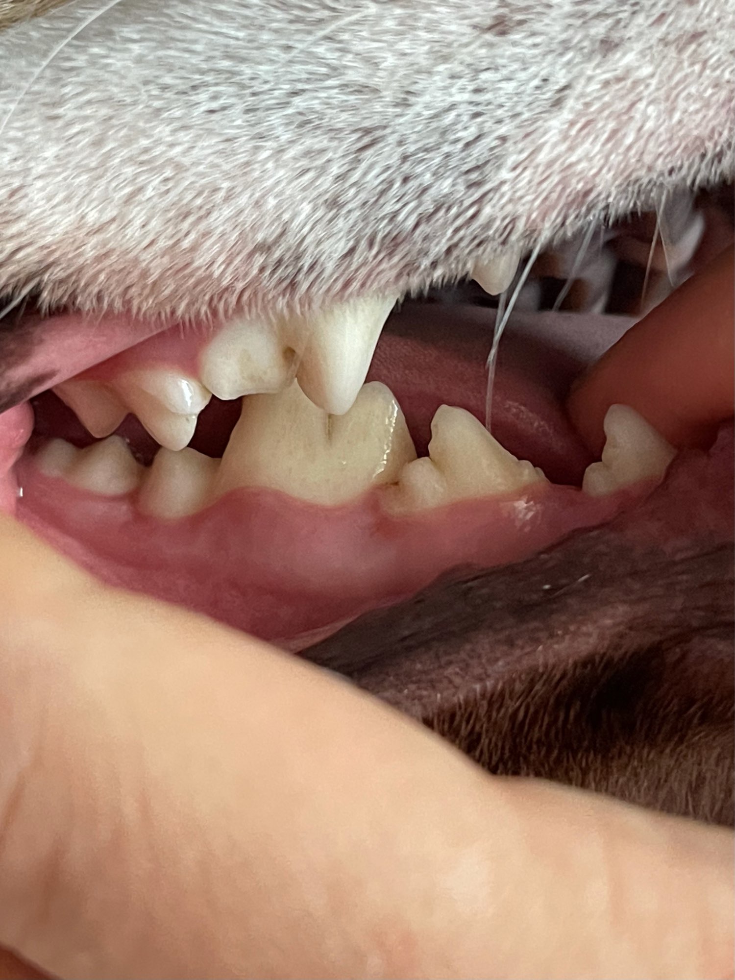 Dog Teeth Plaque Removing Pens (Set 2 Pens) photo review