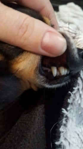 Dog Teeth Plaque Removing Pens (Set 2 Pens) photo review