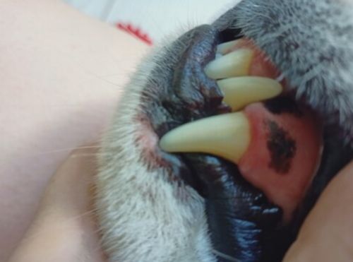 Dog Teeth Plaque Removing Pens (Set 2 Pens) photo review