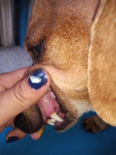 Dog Teeth Plaque Removing Pens (Set 2 Pens) photo review