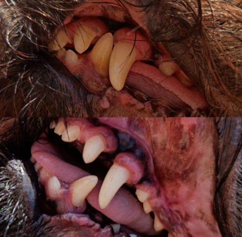 Dog Teeth Plaque Removing Pens (Set 2 Pens) photo review