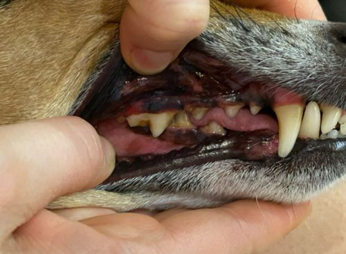 Dog Teeth Plaque Removing Pens (Set 2 Pens) photo review