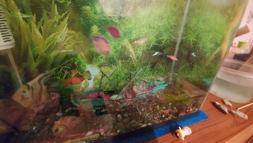 Large Split Shipwreck Boat Aquarium Decoration photo review