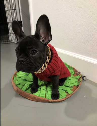 Hip Hop Dog Collar Chain for Small Pets (15 Inches) photo review
