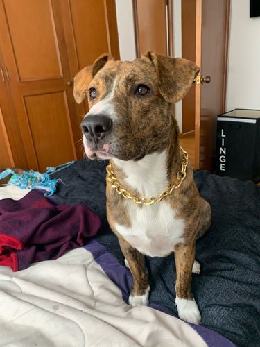 Hip Hop Dog Collar Chain for Small Pets (15 Inches) photo review