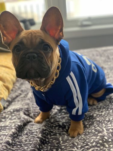 Hip Hop Dog Collar Chain for Small Pets (15 Inches) photo review