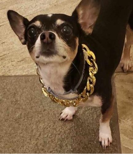Hip Hop Dog Collar Chain for Small Pets (15 Inches) photo review