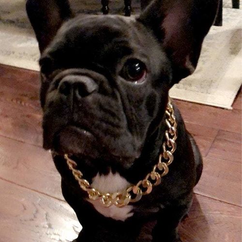 Hip Hop Dog Collar Chain for Small Pets (15 Inches) photo review