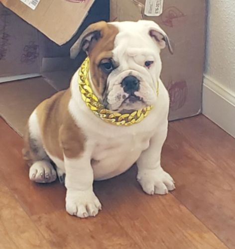 Hip Hop Dog Collar Chain for Small Pets (15 Inches) photo review