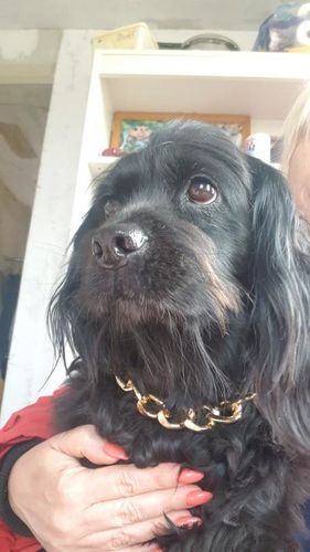 Hip Hop Dog Collar Chain for Small Pets (15 Inches) photo review