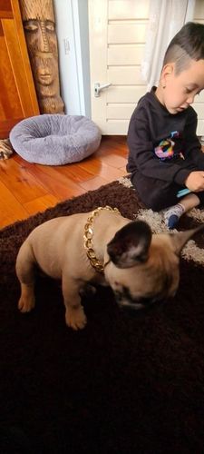 Hip Hop Dog Collar Chain for Small Pets (15 Inches) photo review