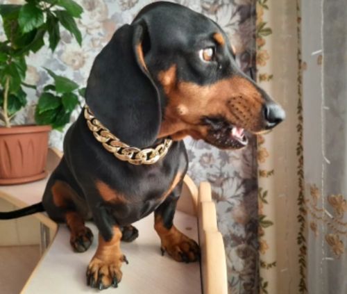 Hip Hop Dog Collar Chain for Small Pets (15 Inches) photo review