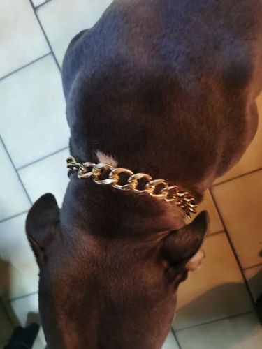 Hip Hop Dog Collar Chain for Small Pets (15 Inches) photo review