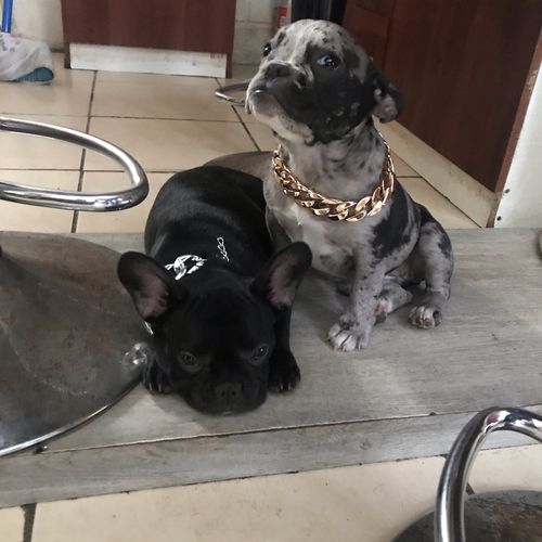 Hip Hop Dog Collar Chain for Small Pets (15 Inches) photo review