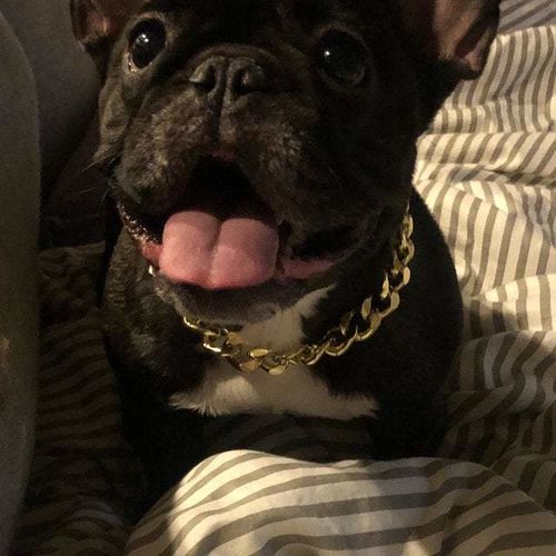 Hip Hop Dog Collar Chain for Small Pets (15 Inches) photo review