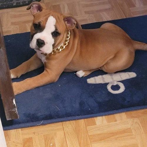 Hip Hop Dog Collar Chain for Small Pets (15 Inches) photo review