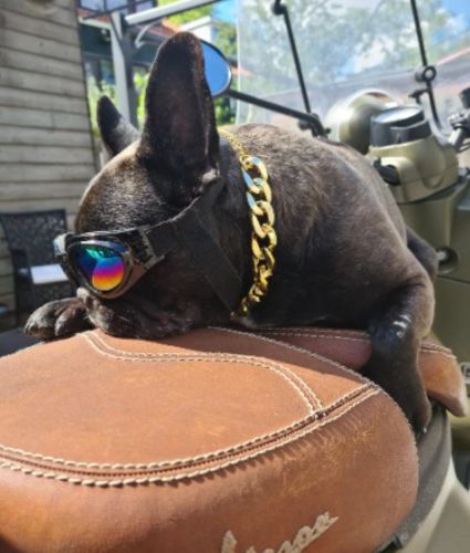Hip Hop Dog Collar Chain for Small Pets (15 Inches) photo review