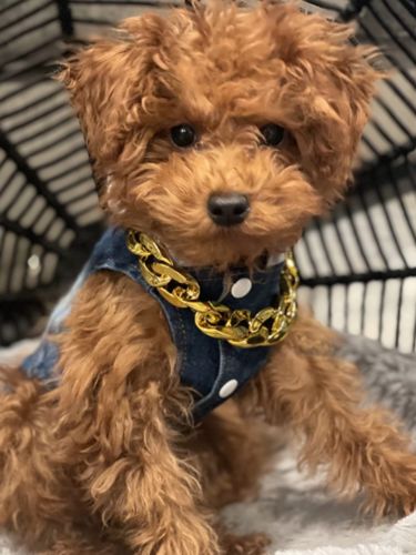 Hip Hop Dog Collar Chain for Small Pets (15 Inches) photo review