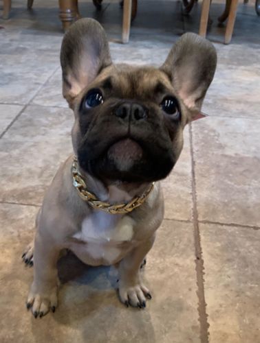 Hip Hop Dog Collar Chain for Small Pets (15 Inches) photo review