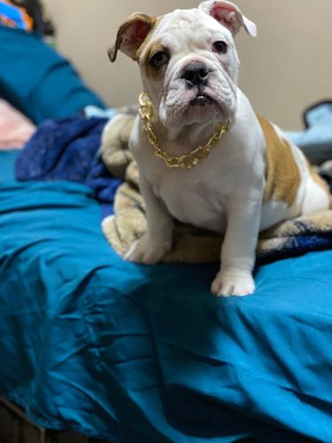 Hip Hop Dog Collar Chain for Small Pets (15 Inches) photo review