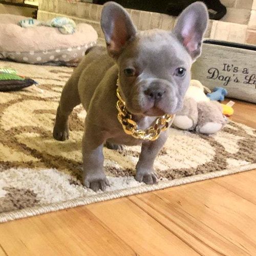 Hip Hop Dog Collar Chain for Small Pets (15 Inches) photo review