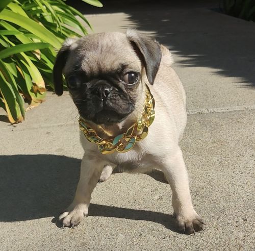 Hip Hop Dog Collar Chain for Small Pets (15 Inches) photo review