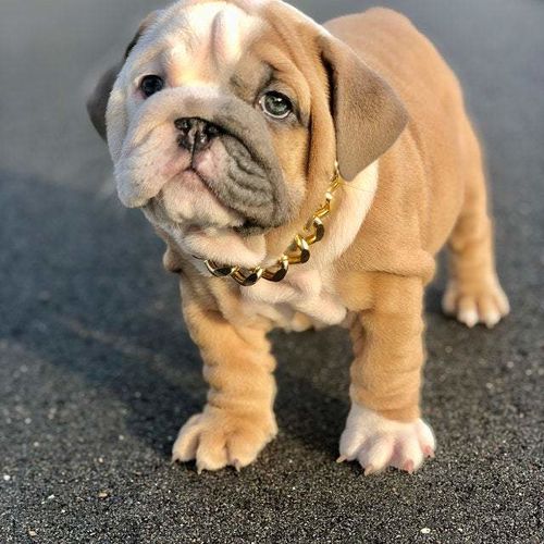 Hip Hop Dog Collar Chain for Small Pets (15 Inches) photo review