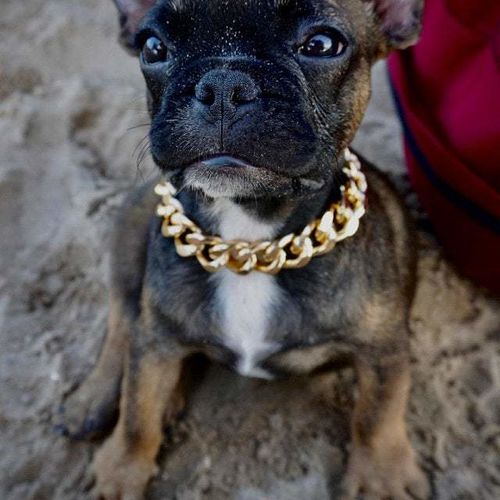 Hip Hop Dog Collar Chain for Small Pets (15 Inches) photo review