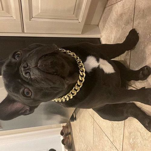 Hip Hop Dog Collar Chain for Small Pets (15 Inches) photo review