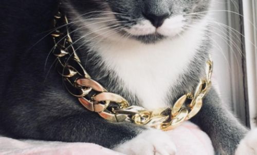 Hip Hop Dog Collar Chain for Small Pets (15 Inches) photo review