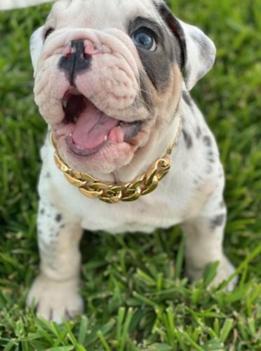 Hip Hop Dog Collar Chain for Small Pets (15 Inches) photo review