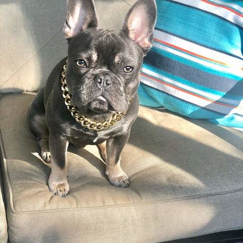 Hip Hop Dog Collar Chain for Small Pets (15 Inches) photo review
