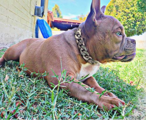Hip Hop Dog Collar Chain for Small Pets (15 Inches) photo review