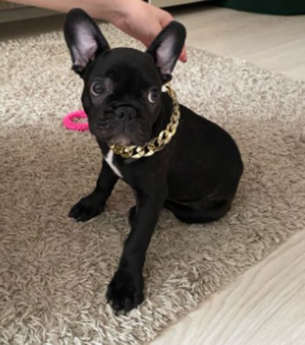 Hip Hop Dog Collar Chain for Small Pets (15 Inches) photo review