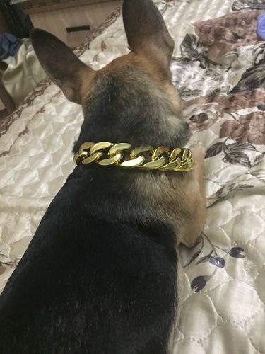 Hip Hop Dog Collar Chain for Small Pets (15 Inches) photo review