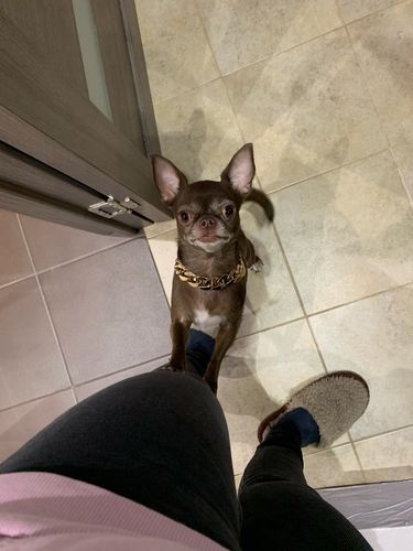 Hip Hop Dog Collar Chain for Small Pets (15 Inches) photo review